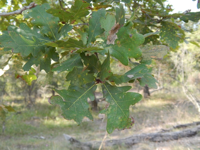 Che tipo di quercia?